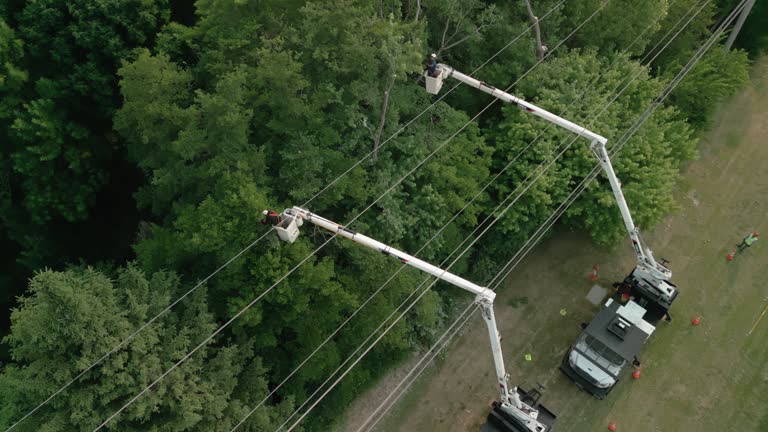 Trusted Farmers Branch, TX Tree Care  Experts